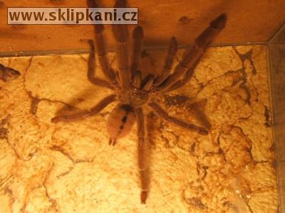 Psalmopoeus-cambridgei