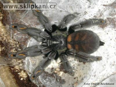 Psalmopoeus_irminia