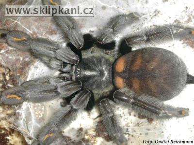 Psalmopoeus-irminia