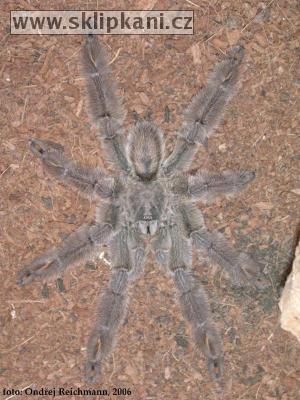 Psalmopoeus_irminia