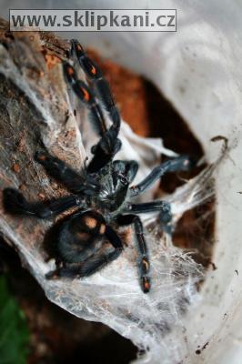 Psalmopoeus-irminia