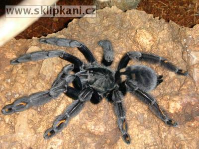 Psalmopoeus_irminia