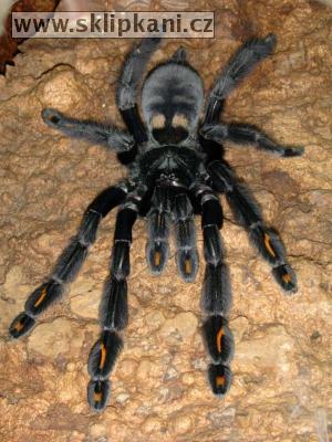 Psalmopoeus_irminia