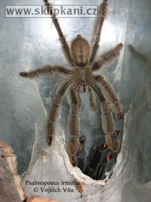 Psalmopoeus_irminia