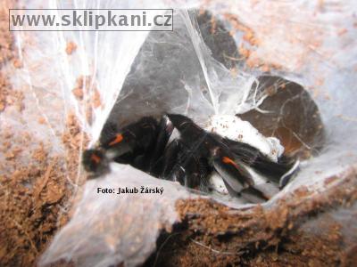 Psalmopoeus-irminia