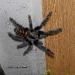 Psalmopoeus irminia