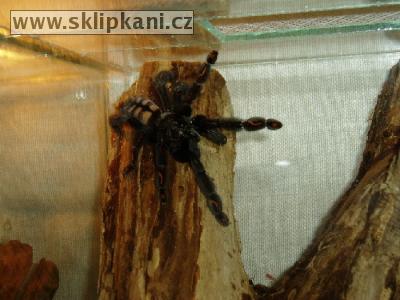 Psalmopoeus_irminia