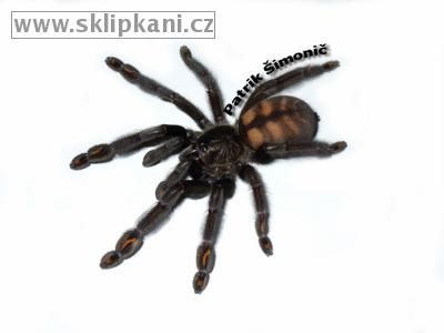 Psalmopoeus_irminia