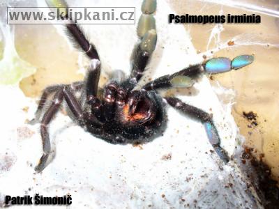 Psalmopoeus_irminia