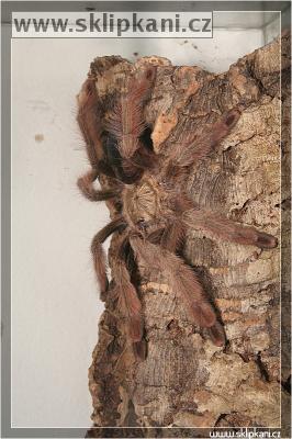 Psalmopoeus-pulcher