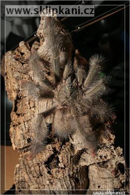 Psalmopoeus_pulcher