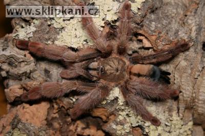 Psalmopoeus_pulcher