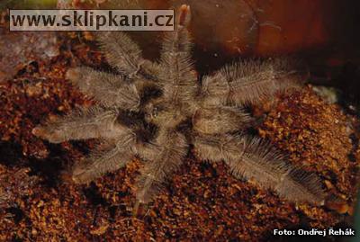 Psalmopoeus-pulcher