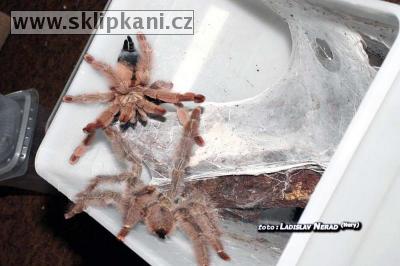 Psalmopoeus-pulcher