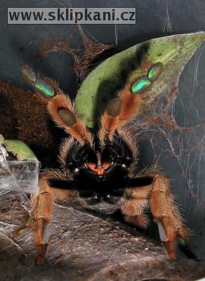 Psalmopoeus-pulcher