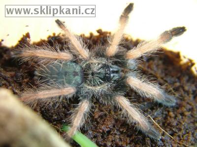 Psalmopoeus-pulcher