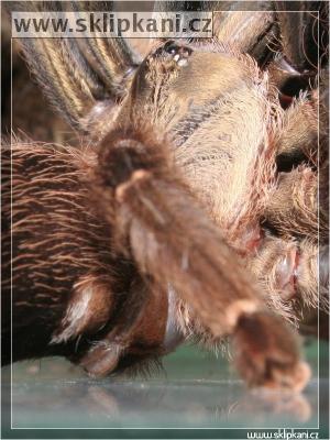 Psalmopoeus-reduncus