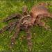Psalmopoeus reduncus
