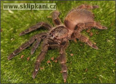 Psalmopoeus-reduncus