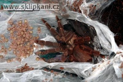 Psalmopoeus-reduncus