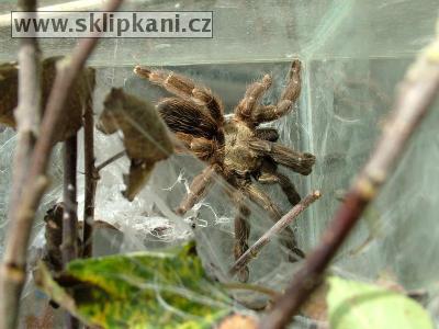 Psalmopoeus-reduncus