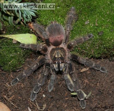 Psalmopoeus-reduncus