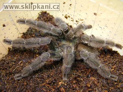 Psalmopoeus-reduncus