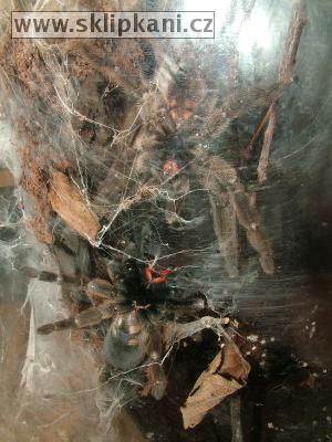 Psalmopoeus_reduncus