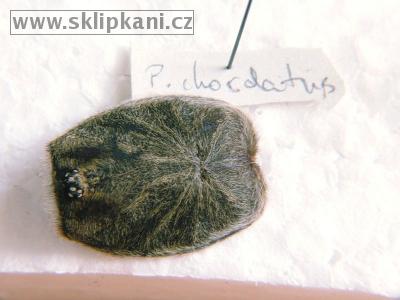 Pterinochilus-chordatus