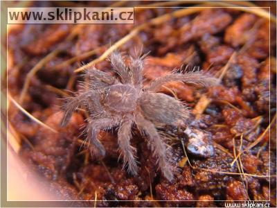 Pterinochilus-chordatus