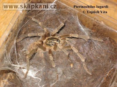 Pterinochilus_lugardi