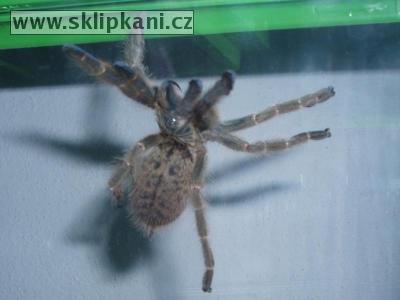 Pterinochilus_murinus