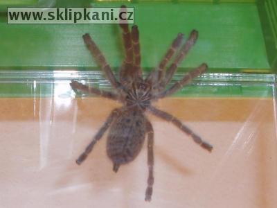 Pterinochilus_murinus