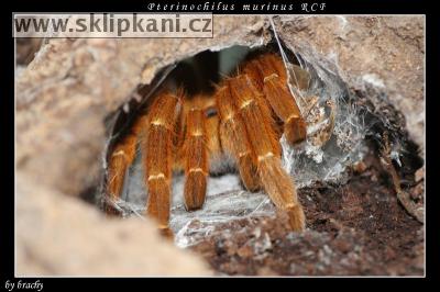 Pterinochilus-murinus