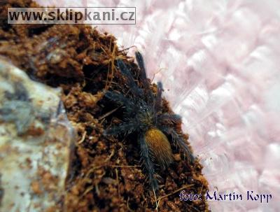 Pterinochilus_murinus