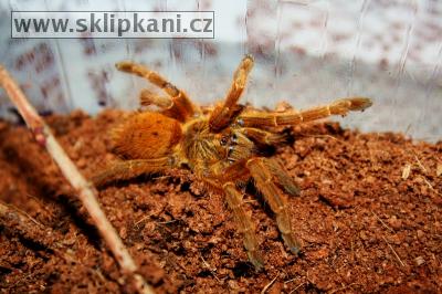 Pterinochilus-murinus