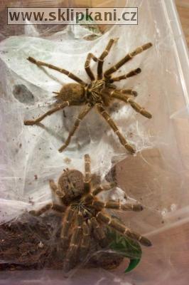 Pterinochilus_murinus