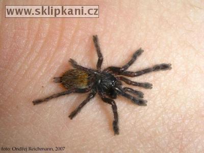 Pterinochilus_murinus