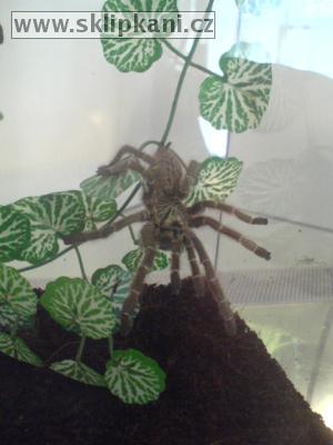 Pterinochilus_murinus