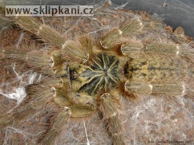 Pterinochilus-murinus