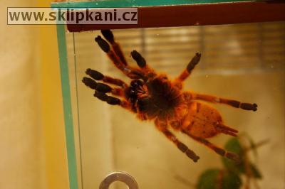 Pterinochilus_murinus