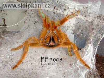 Pterinochilus_murinus