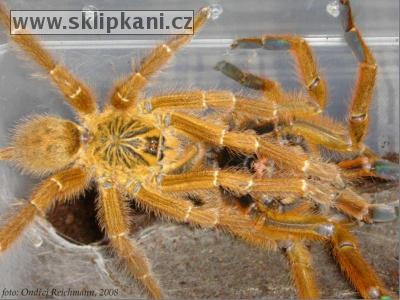 Pterinochilus_murinus