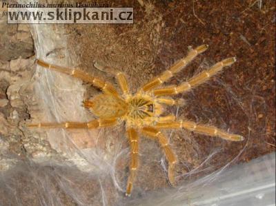 Pterinochilus_murinus