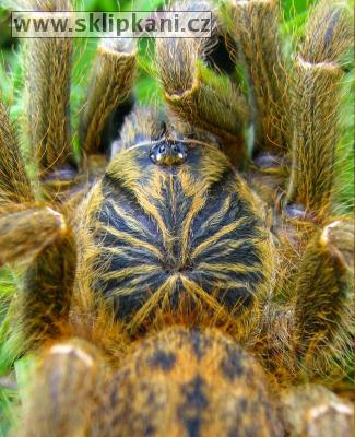 Pterinochilus_murinus