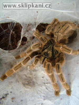 Pterinochilus_murinus