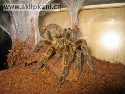 Pterinochilus_murinus