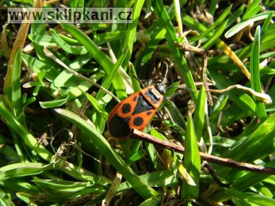 Pyrrhocoris-apterus