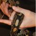 Python regius