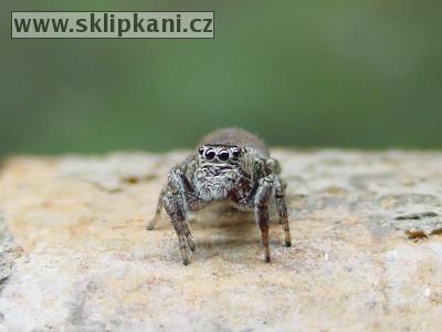 Salticidae_Evarcha